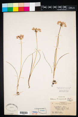 Allium drummondii image