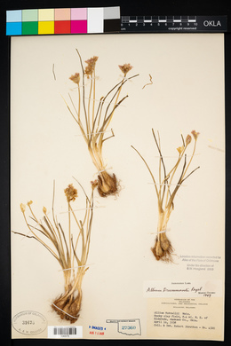 Allium drummondii image
