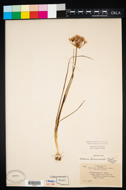 Allium drummondii image