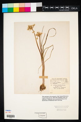 Allium canadense var. mobilense image