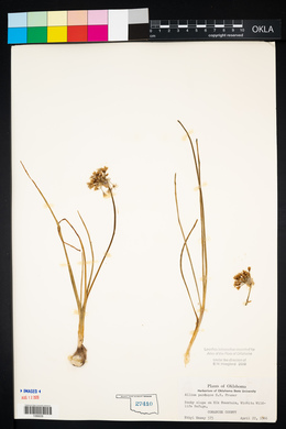 Allium perdulce image