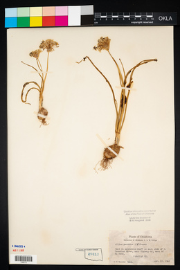 Allium perdulce image