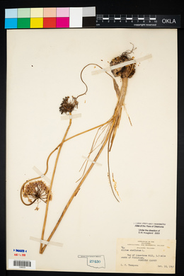 Allium stellatum image