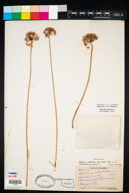 Allium stellatum image