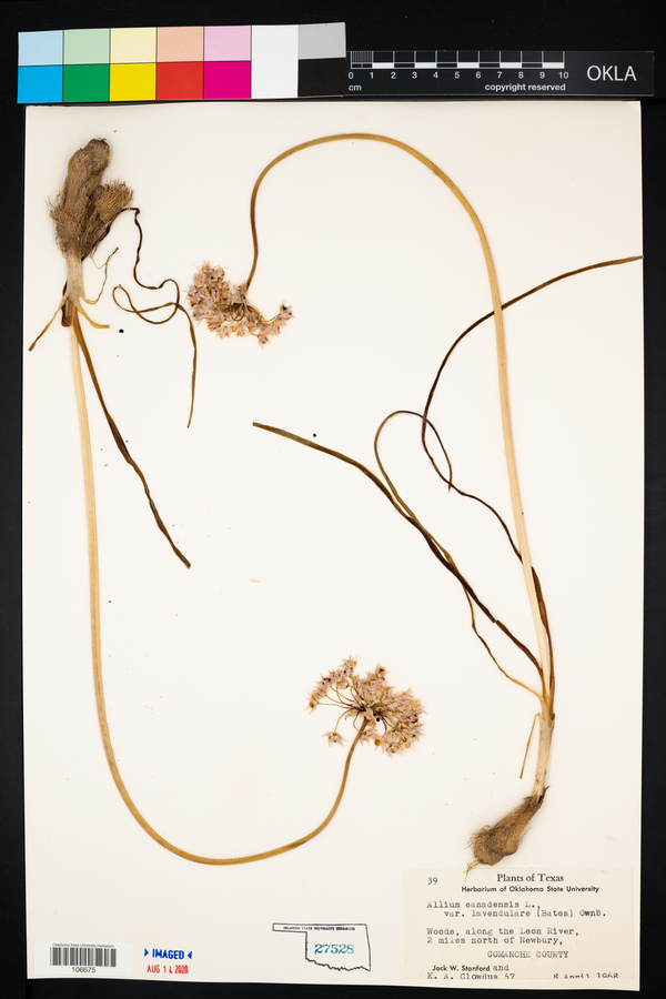 Allium canadense var. lavendulare image