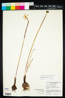 Zephyranthes chlorosolen image