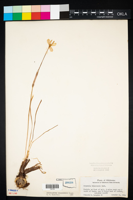 Cooperia drummondii image