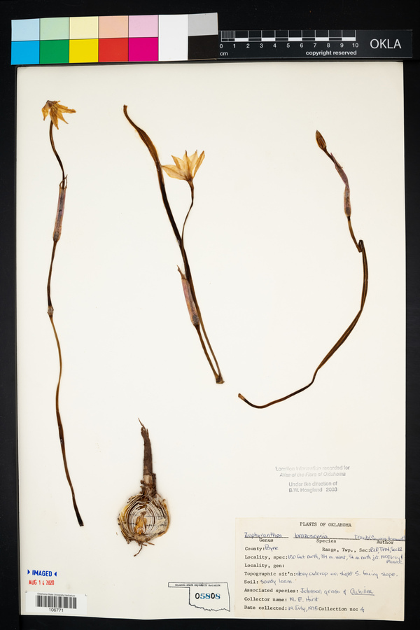 Zephyranthes chlorosolen image