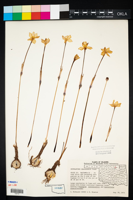 Zephyranthes chlorosolen image