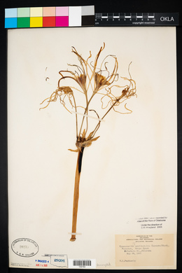 Hymenocallis occidentalis image