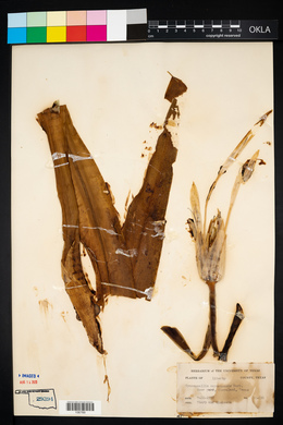 Image of Hymenocallis caymanensis
