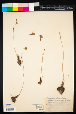 Image of Zephyranthes texana