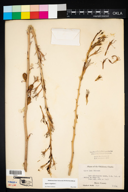 Manfreda virginica image