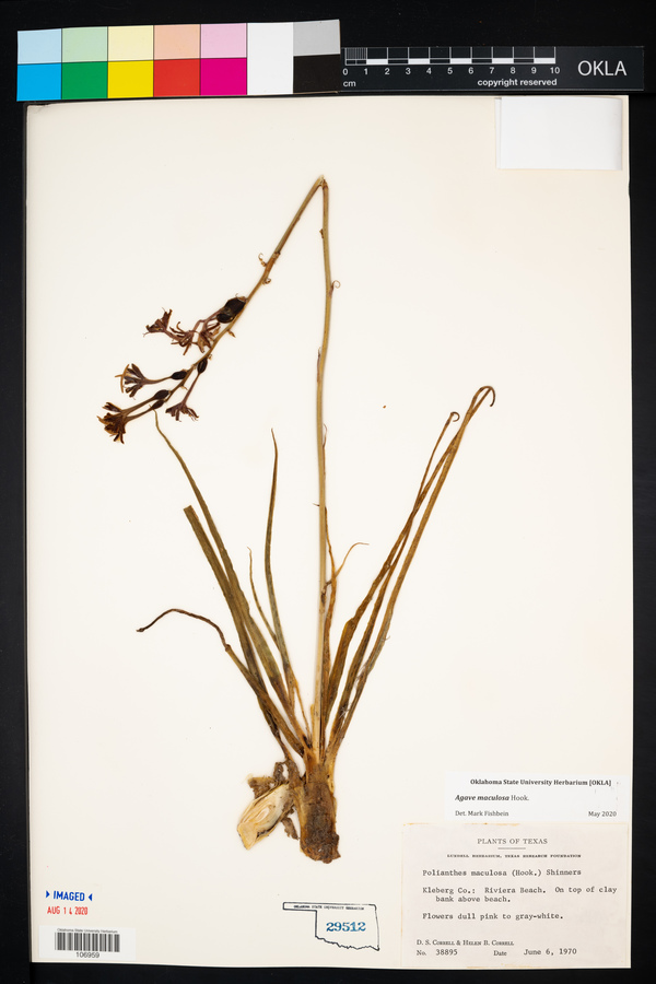 Manfreda maculosa image