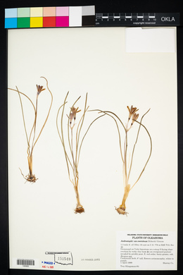 Androstephium coeruleum image