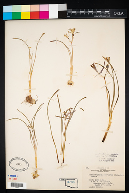 Androstephium coeruleum image