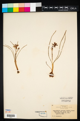 Androstephium coeruleum image