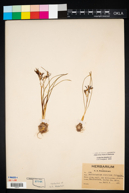 Androstephium coeruleum image