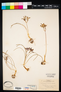 Androstephium coeruleum image