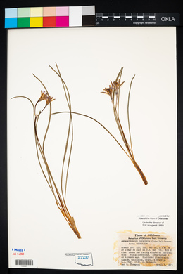 Androstephium coeruleum image