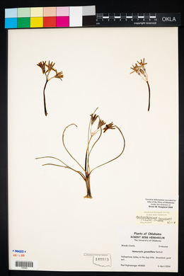 Androstephium coeruleum image