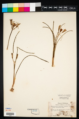 Androstephium coeruleum image