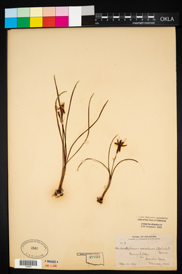 Androstephium coeruleum image