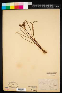 Androstephium coeruleum image