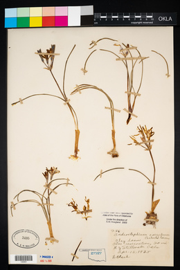 Androstephium coeruleum image