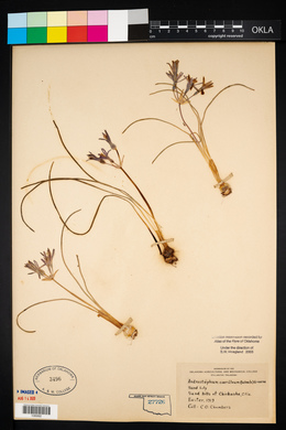 Androstephium coeruleum image