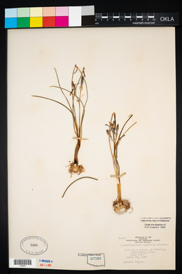 Androstephium coeruleum image