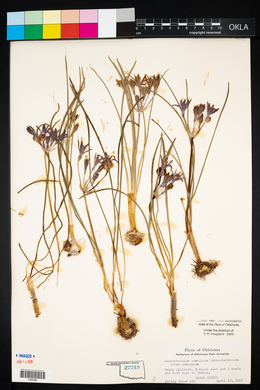 Androstephium coeruleum image