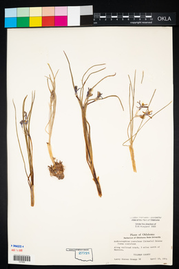 Androstephium coeruleum image