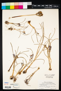 Androstephium coeruleum image