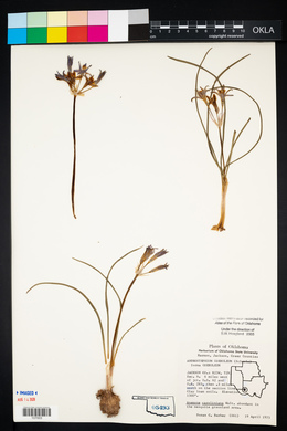 Androstephium coeruleum image