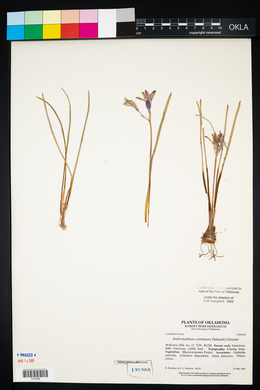 Androstephium coeruleum image