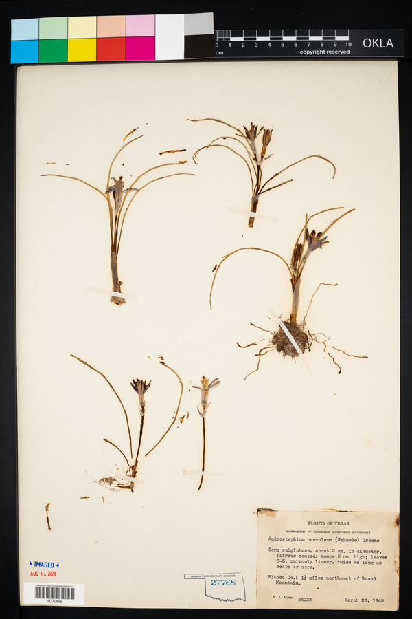 Androstephium coeruleum image