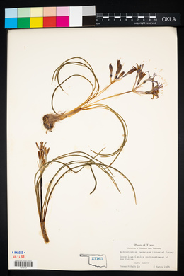 Androstephium caeruleum image