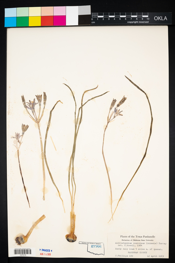 Androstephium coeruleum image