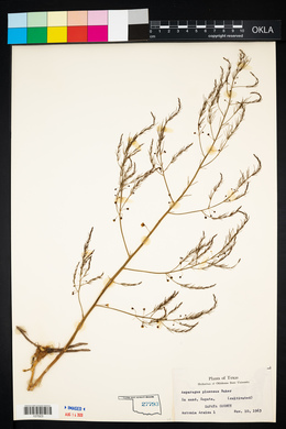 Asparagus plumosus image