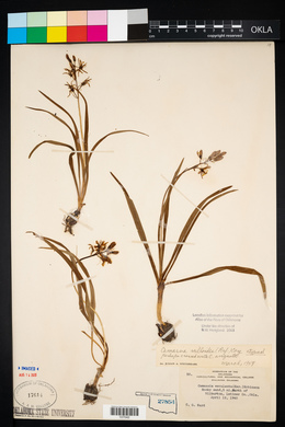 Camassia scilloides image