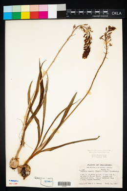 Camassia angusta image