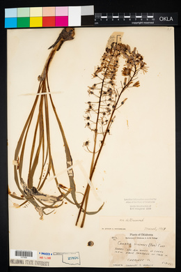 Camassia scilloides image