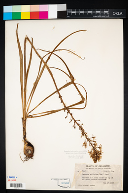 Camassia scilloides image