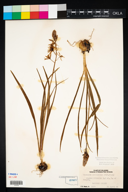 Camassia scilloides image