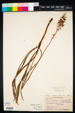 Camassia scilloides image