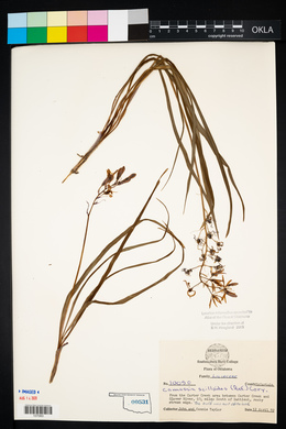 Camassia scilloides image