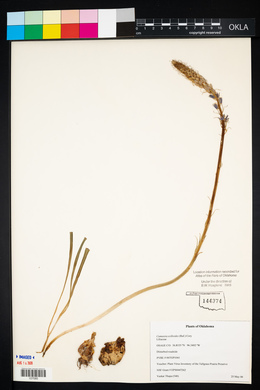 Camassia scilloides image