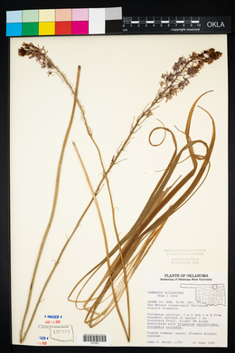 Camassia scilloides image