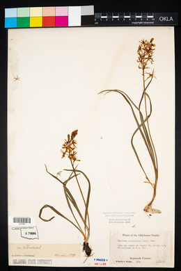 Camassia scilloides image